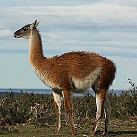 Guanaco no Parque Nacional Torres del Paine, Chile