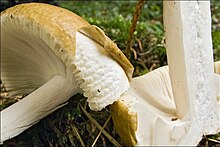 Russula ochroleuca 121441.jpg