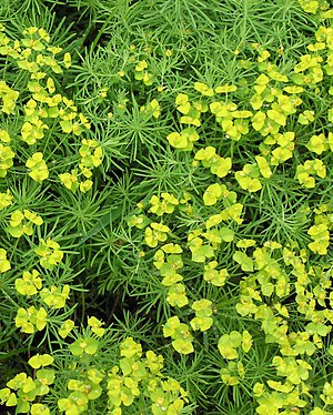 Euphorbia cyparissias