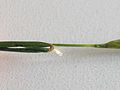 Anthoxanthum odoratum, Ligule courte et déchirée