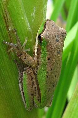 Litoria fallax