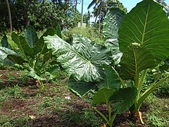 Songe caraïbe, Alocasie à grosse racine, taro géant ou oreille d'éléphant (Alocasia macrorrhiza).