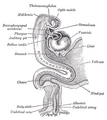 Human embryo about fifteen days old. Brain and heart represented from right side. Digestive tube and yolk sac in median section.