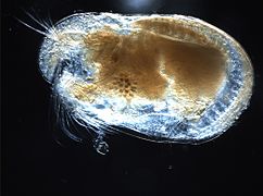 Un ostracode (Ostracoda)