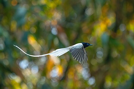 Indian paradise flycatcher, by Prasan Shrestha