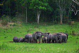 Elephant herd