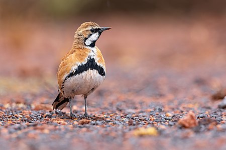 Cinnamon quail-thrush, by JJ Harrison