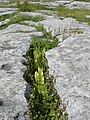 Le Burren, dans le nord-ouest du Comté de Clare, en Irlande.