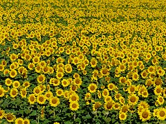 Champs de tournesol