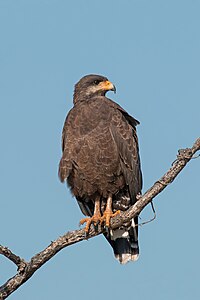 Cuban black hawk, by Charlesjsharp