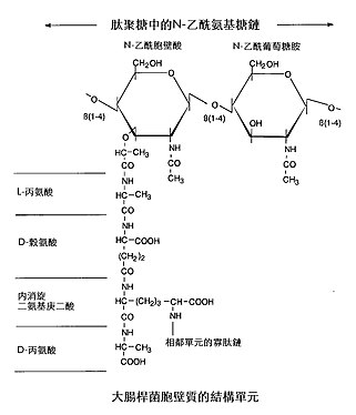 圖2：大腸桿菌胞壁質的結構單元