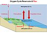 Oxygen cycle