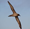 Albatross flyr over Drakestredet