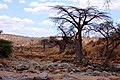 In n Ruaha-Nazionolpark.