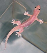 Gehyra mutilata.