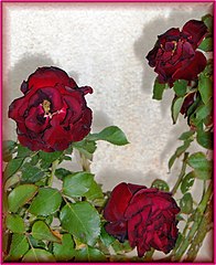 Rose « Hommage à Barbara ».