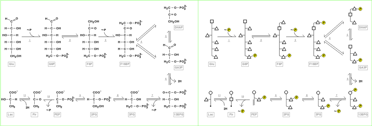 Structure of anaerobic glycolysis components showed using Fischer projections, left, and polygonal model, right. The compounds correspond to glucose (GLU), glucose 6-phosphate (G6P), fructose 6-phosphate (F6P), fructose 1,6-bisphosphate ( F16BP), dihydroxyacetone phosphate (DHAP), glyceraldehyde 3-phosphate(GA3P), 1,3-bisphosphoglycerate (13BPG), 3-phosphoglycerate (3PG), 2-phosphoglycerate (2PG), phosphoenolpyruvate (PEP), pyruvate (PIR), and lactate (LAC). The enzymes which participate of this pathway are indicated by underlined numbers, and correspond to hexokinase (1), glucose-6-phosphate isomerase (2), phosphofructokinase-1 (3), fructose-bisphosphate aldolase (4), triosephosphate isomerase (5), glyceraldehyde-3-phosphate dehydrogenase (5), phosphoglycerate kinase (7), phosphoglycerate mutase (8), phosphopyruvate hydratase (enolase) (9), pyruvate kinase (10), and lactate dehydrogenase (11). The participant coenzymes (NAD+, NADH + H+, ATP and ADP), inorganic phosphate, H2O and CO2 were omitted in these representations. The phosphorylation reactions from ATP, as well the ADP phosphorylation reactions in later steps of glycolysis are shown as ~P respectively entering or going out the pathway. The oxireduction reactions using NAD+ or NADH are observed as hydrogens “2H” going out or entering the pathway.