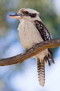 Laughing kookaburra, by Fir0002