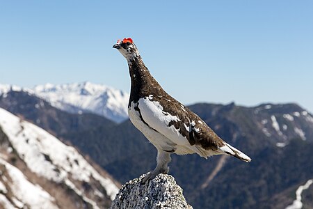 Rock ptarmigan, by Daisuke Tashiro