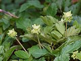 Three small white and yellow flowers before green-leaf background