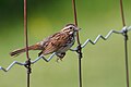 22 Song Sparrow