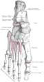 Bones of the right foot. Dorsal surface.