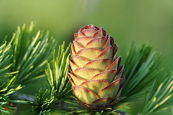 Peva femèla de larze du Japon (Larix kaempferi). (veré dèfenicion 4 256 × 2 832*)