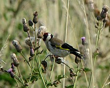 Chardonneret se nourrissant dans les chardons.