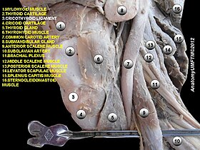 الرباط الحلقي الدرقي (بالإنجليزية: cricothyroid ligament)‏ هو رقم 3 في الصورة.