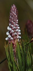 Spatalla longifolia