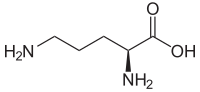 Ornithine