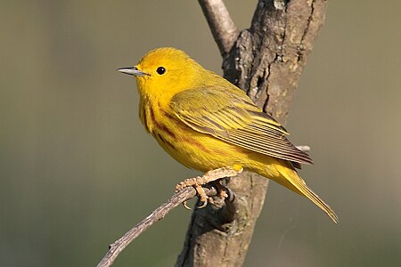 Yellow warbler, by Mdf