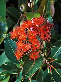 Red Flowering Gum