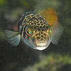 Smooth toadfish