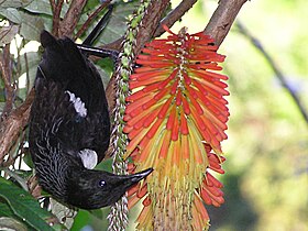 Tūī feeding on red hot poker