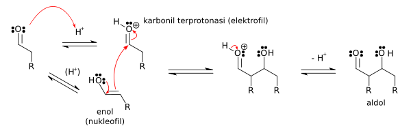 Mechanism for acid-catalyzed aldol reaction of an aldehyde with itself