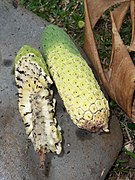 Frucht des Köstlichen Fensterblatts