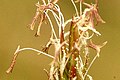 Anthoxanthum odoratum, Fleurs