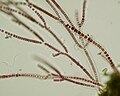 Stylonema alsidii, Stylonematophyceae