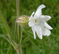 Silene latifolia