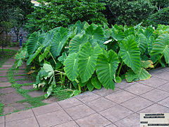 Taro commun (Colocasia esculenta).