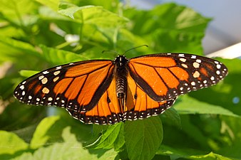 Imago mâle déployant ses ailes pour attirer une femelle.