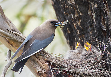 Dusky woodswallow, by JJ Harrison