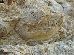 Jurassic fossil of a bivalve, from La Pointe du Chay.