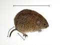 Microtus arvalis