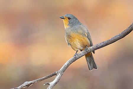 Red-lored whistler, by JJ Harrison