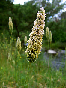 Meadow Foxtail head.jpg