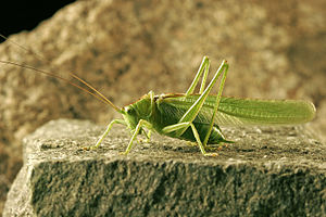 Tettigonia viridissima, dat gréngt Heepäerd (Männchen)