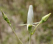 Flower buds