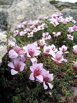 Purpern stêenbreek (Saxifraga oppositifolia)